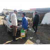 shiraz-35
